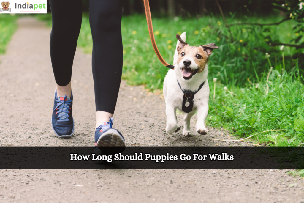 How Long Should Puppies Go For Walks