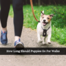 How Long Should Puppies Go For Walks