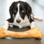 Canine Nutrition