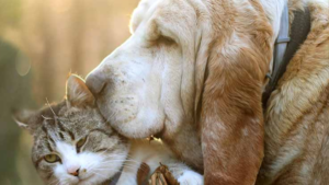 10 Dog Breeds That are Good With Cat