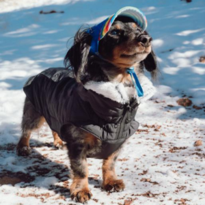 best winter outfits for dogs