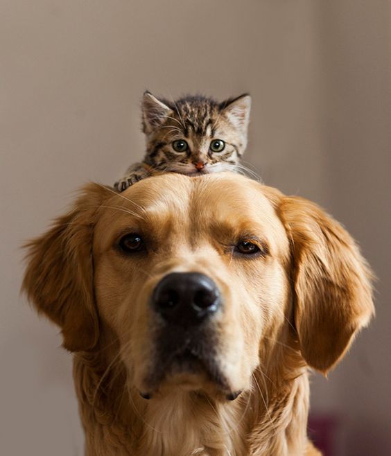 10 Dog Breeds That are Good With Cat