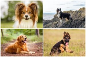 Top 10 Amazing DOG FACTS - You Must Know