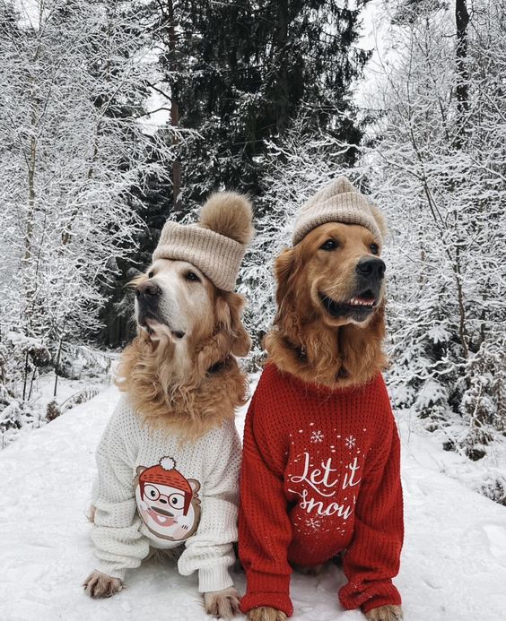 10 Best Winter Outfits For Your Dog