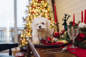 10 Pet Presents for a Quirky Christmas