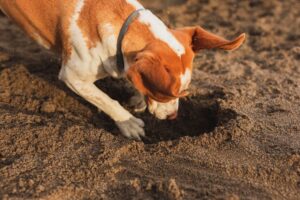 Why Do Dogs Bury Things 10 Reasons to Know
