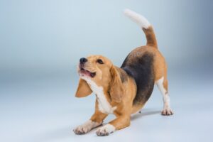 Why do Dogs Bow? - 8 Reasons to Know