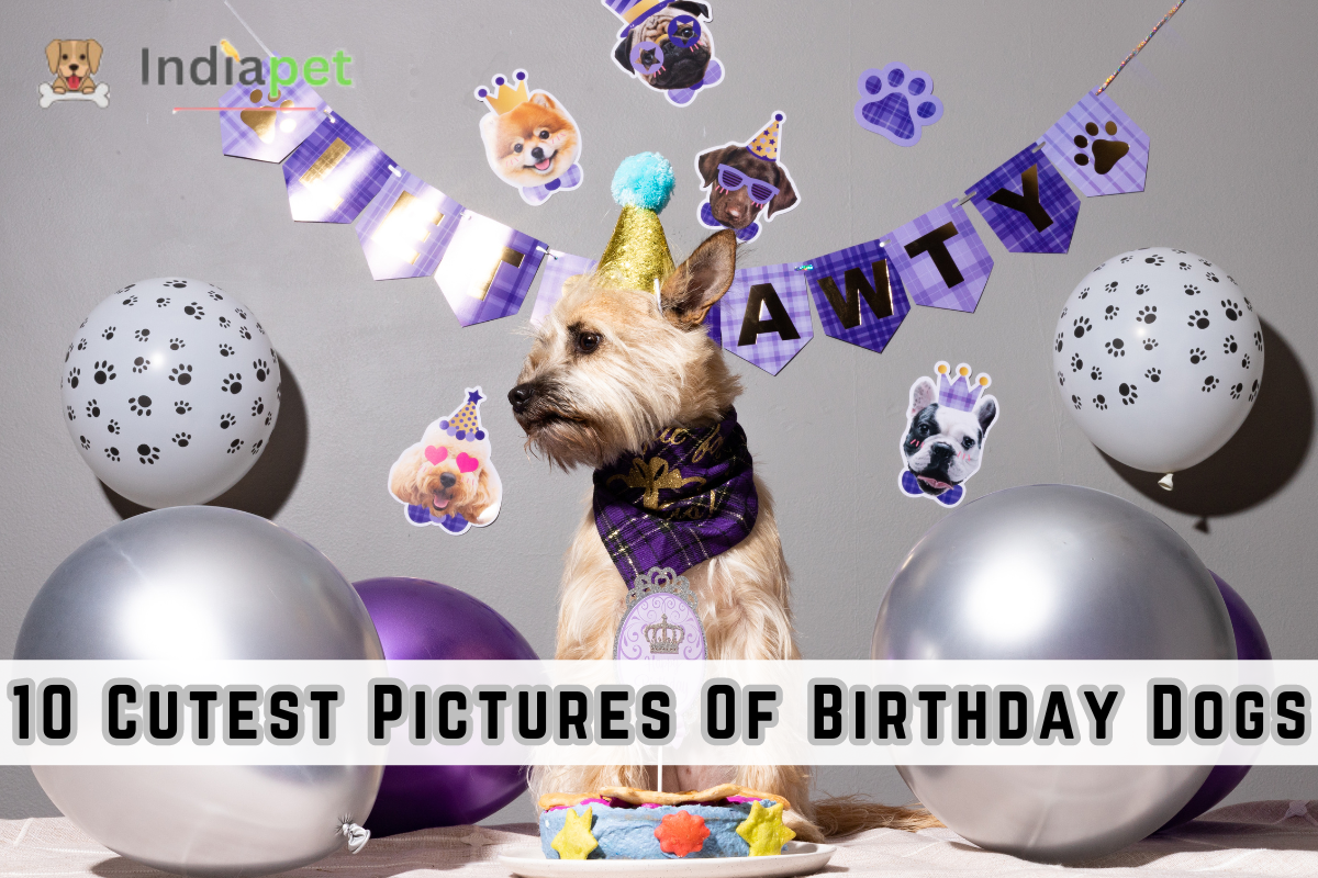 10 Cutest Pictures Of Birthday Dogs