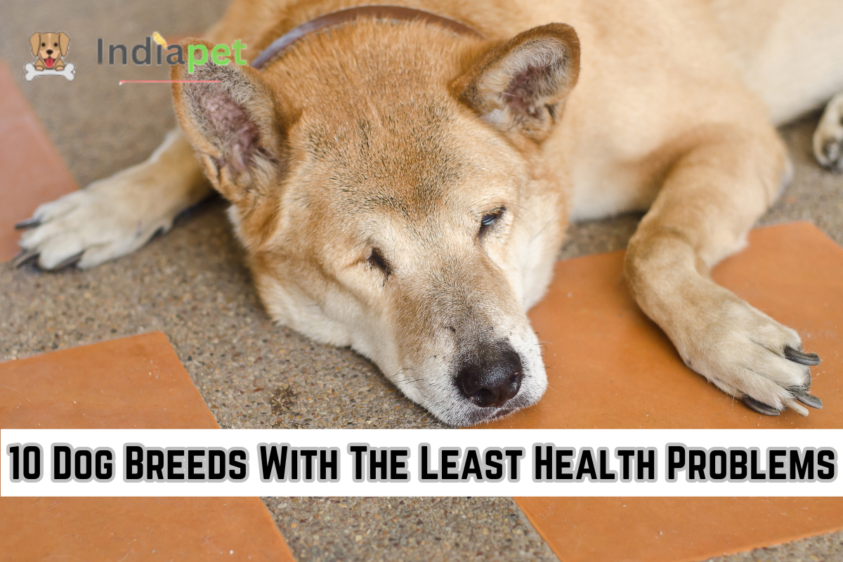 10 Dog Breeds With The Least Health Problems