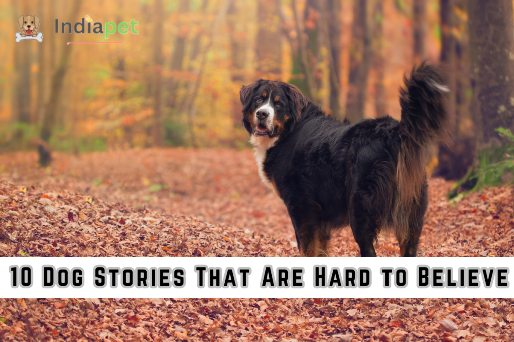 10 Dog Stories That Are Hard to Believe