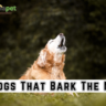 10 Dogs That Bark The Most