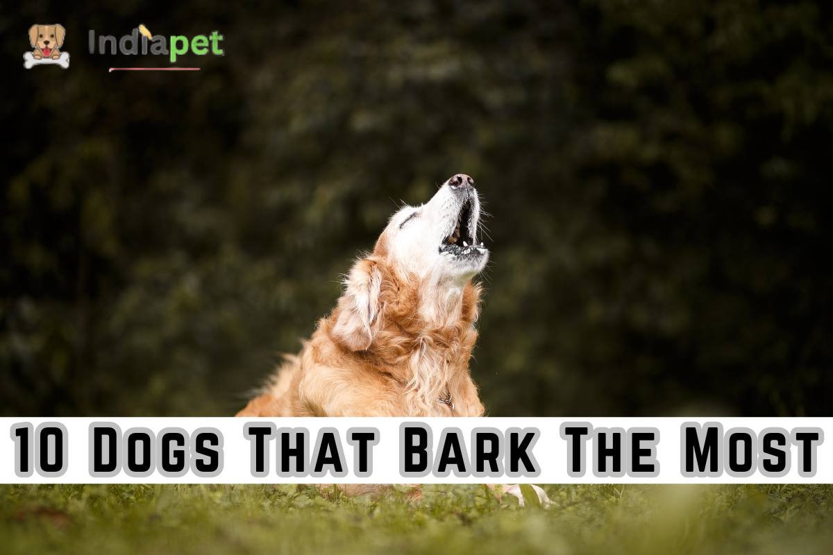 10 Dogs That Bark The Most