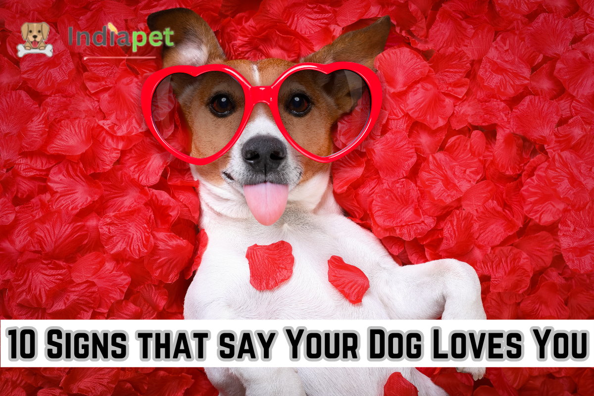 10 Signs that say Your Dog Loves You