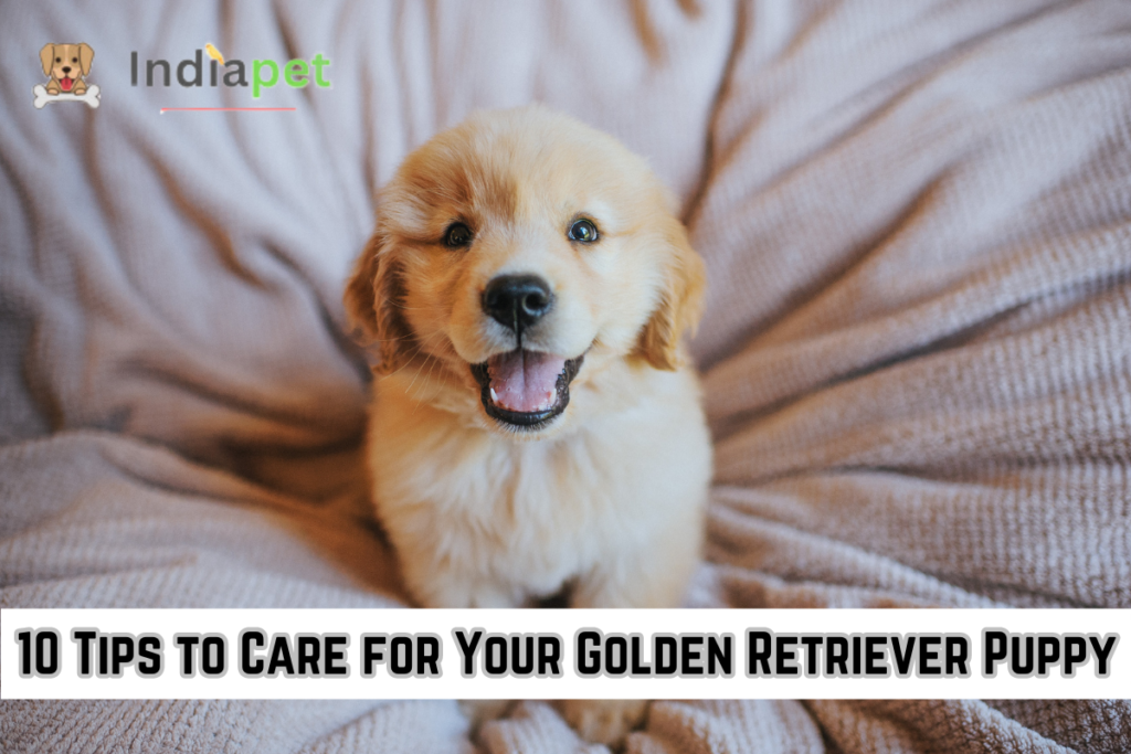 10 Tips To Care For Golden Retriever Puppy