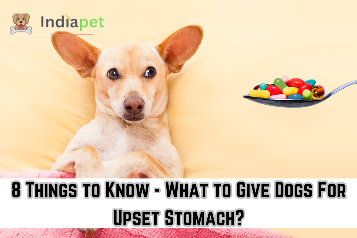 8 Things to Know - What to Give Dogs For Upset Stomach?