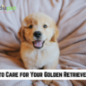 10 Tips To Care For Golden Retriever Puppy