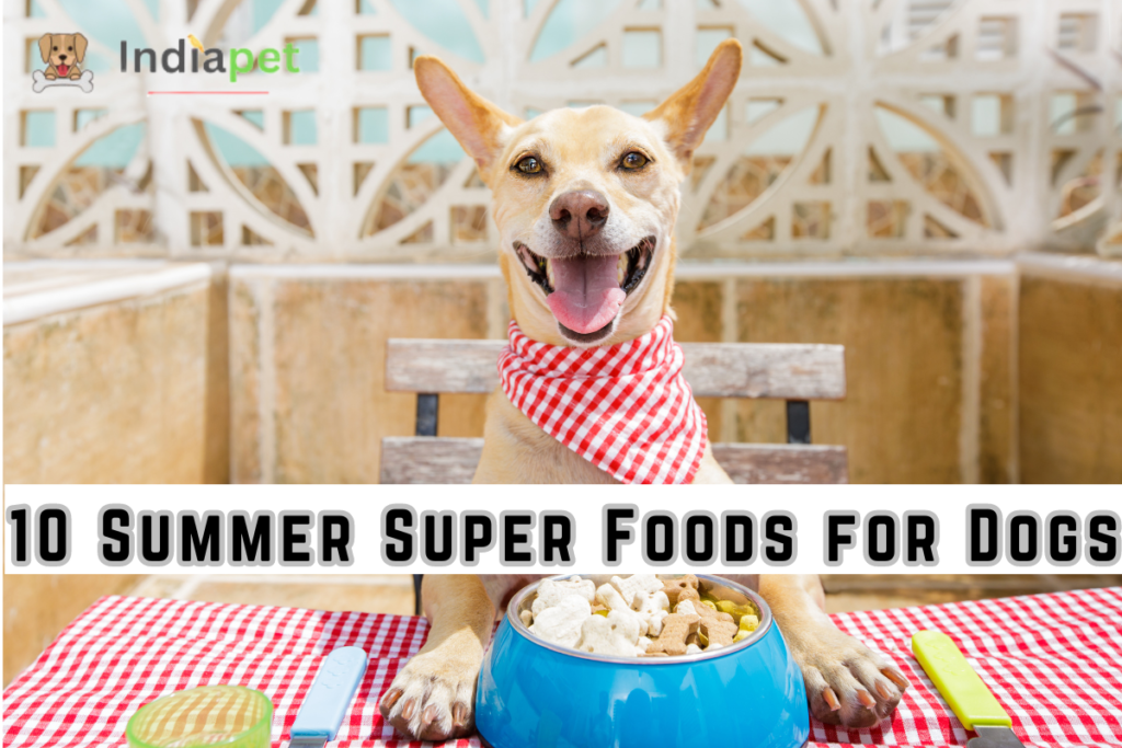 10 Summer Super Foods for Dogs