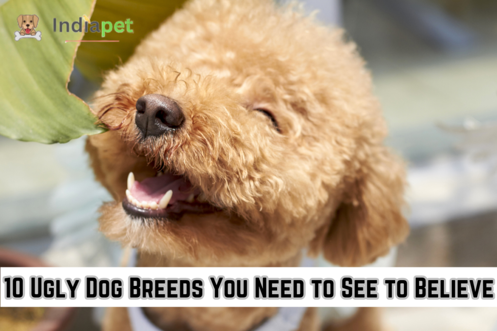 10 Ugly Dog Breeds You Need to See to Believe