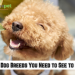 10 Ugly Dog Breeds You Need to See to Believe