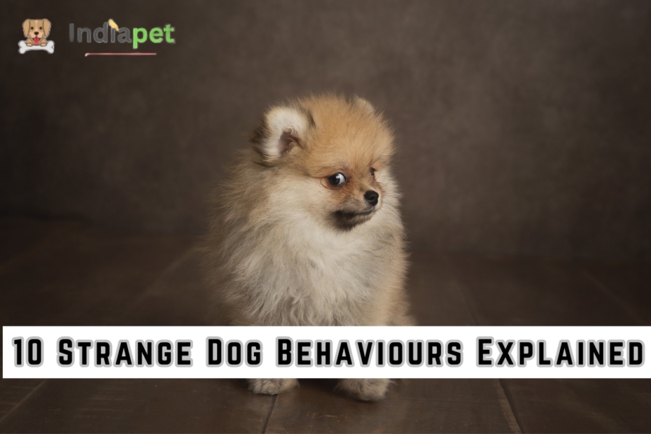 10 Strange Dog Behaviours Explained