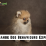 10 Strange Dog Behaviours Explained