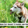 Why Do Dogs Eat Grass? 5 Causes and Prevention