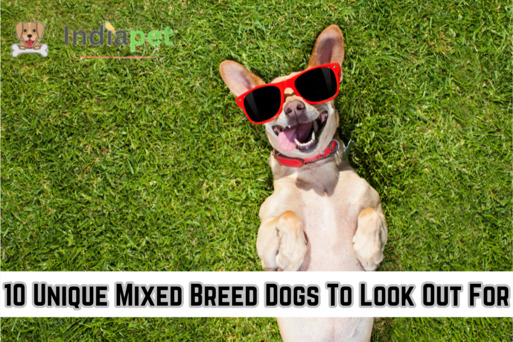 10 Unique Mixed Breed Dogs To Look Out For