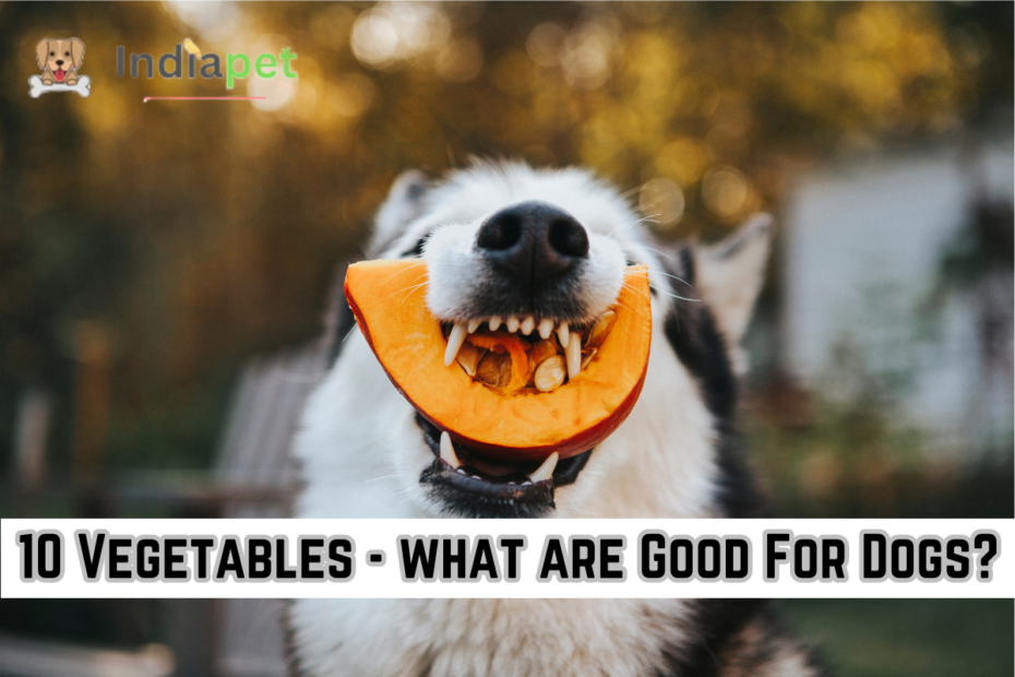 10 Best Vegetables - what are Good For Dogs? As pet owners, we strive to provide the best nutrition for our furry companions. While a balanced diet typically consists of meat, it's important to consider incorporating vegetables into your dog's meals. But which 10 Best Vegetables - what are Good For Dogs? In this comprehensive guide. we will delve into the world of canine nutrition and explore the top vegetables that can benefit your four-legged friend's health and well-being. 10 Best Vegetables - what are Good For Dogs? 1.  Understanding Canine Nutrition: Before we dive into specific vegetables, let's take a moment to understand why incorporating vegetables into your dog's diet is essential. While dogs are primarily carnivores, they can benefit from the vitamins, minerals and fiber found in certain vegetables. These nutrients can support their immune system, aid digestion and promote overall health. 2.  Leafy Greens: Nature's Superfoods for Dogs: "10 Best  Vegetables - what are Good For Dogs?" Leafy greens such as spinach, kale, and lettuce are packed with essential nutrients like vitamins A, C and K. These vegetables can provide antioxidants that help fight inflammation and support eye health in dogs. Whether served raw or lightly steamed, leafy greens can be a nutritious addition to your dog's diet. 3.  Crunchy Carrots: A Dog's Delight: Carrots are not only crunchy and delicious but also a fantastic source of beta-carotene, which is converted into vitamin A in your dog's body. Vitamin A is crucial for maintaining healthy skin, coat and vision. 10 Best  Vegetables - what are Good For Dogs? Additionally, the chewing action required to eat carrots can promote dental health by reducing plaque buildup. 4.  Broccoli: A Nutrient Powerhouse for Pups: Broccoli is another vegetable that offers a wealth of health benefits for dogs. Rich in fiber, vitamins and minerals, including vitamin C and calcium. Broccoli can support digestion and bone health in dogs. However 10 Best Vegetables - what are Good For Dogs?, it is essential to feed broccoli in moderation, as large quantities can cause digestive upset. 5.  Zucchini: Light and Refreshing for Canine Palates: Zucchini is a low-calorie vegetable that is perfect for dogs looking to shed a few pounds. It is rich in water and fiber, making it a great option for dogs with digestive issues or those prone to obesity. Zucchini can be served raw or cooked and added to your dog's meals for an extra nutritional boost. 6.  Sweet Potatoes: A Sweet Treat for Dogs: Sweet potatoes are not only delicious but also a nutritious source of carbohydrates for dogs. Packed with vitamins A, B6 and C, as well as fiber and antioxidants, sweet potatoes can support your dog's immune system and promote gut health. They can be served mashed, roasted or even dehydrated as a tasty snack. 7.  Peas: Tiny but Mighty for Canine Health: Peas may be small in size, but they are mighty in nutritional value for dogs. They are rich in protein, fiber and essential vitamins like K and B making them an excellent addition to your dog's diet. 10 Best  Vegetables - what are Good For Dogs? Whether fresh, frozen or cooked, peas can provide a healthy boost of nutrients for your furry friend. 8.  Green Beans: Crisp and Nutrient-Packed Snacks: Green beans are a fantastic source of fiber, vitamins and minerals for dogs. They are low in calories and can help dogs feel full, making them an ideal treat for overweight or obese pets. Green beans can be served steamed, boiled or even frozen for a refreshing snack on a hot day. 9.  Cauliflower: A Versatile Veggie for Canine Cuisine: Cauliflower is a versatile vegetable that can be incorporated into your dog's meals in various ways. Whether steamed, mashed or pureed, cauliflower provides vitamins, fiber and antioxidants that support your dog's overall health. 10 Best  Vegetables - what are Good For Dogs? Just be sure to avoid feeding your dog cauliflower leaves and stems, as they can be difficult to digest. People also search for: Why do Dogs Bow? - 9 Reasons to Know 10. Squash: A Colorful Addition to Your Dog's Plate: Squash, including varieties like pumpkin and butternut squash, is not only vibrant and flavorful but also packed with essential nutrients for dogs. Rich in vitamins A, C and E, as well as fiber and antioxidants, squash can support digestive health, promote a shiny coat and boost overall immunity in dogs. Whether served cooked, pureed or added to homemade dog treats, squash is a versatile vegetable that your canine companion is sure to enjoy. Conclusion: In conclusion 10 Best  Vegetables - what are Good For Dogs?, incorporating vegetables into your dog's diet can provide a myriad of health benefits, from supporting digestion to boosting immunity. By including nutrient-rich vegetables like leafy greens, carrots, broccoli and sweet potatoes in your dog's meals, you can help ensure that they lead a happy and healthy life. So , the next time you ask yourself "10 Best  Vegetables - what are Good For Dogs?" remember that nature's bounty offers a plethora of options to nouri10 Best Vegetables - what are Good For Dogs? As pet owners, we strive to provide the best nutrition for our furry companions. While a balanced diet typically consists of meat, it's important to consider incorporating vegetables into your dog's meals. But which 10 Best Vegetables - what are Good For Dogs? In this comprehensive guide. we will delve into the world of canine nutrition and explore the top vegetables that can benefit your four-legged friend's health and well-being. 10 Best Vegetables - what are Good For Dogs? 1.  Understanding Canine Nutrition: Before we dive into specific vegetables, let's take a moment to understand why incorporating vegetables into your dog's diet is essential. While dogs are primarily carnivores, they can benefit from the vitamins, minerals and fiber found in certain vegetables. These nutrients can support their immune system, aid digestion and promote overall health. 2.  Leafy Greens: Nature's Superfoods for Dogs: "10 Best  Vegetables - what are Good For Dogs?" Leafy greens such as spinach, kale, and lettuce are packed with essential nutrients like vitamins A, C and K. These vegetables can provide antioxidants that help fight inflammation and support eye health in dogs. Whether served raw or lightly steamed, leafy greens can be a nutritious addition to your dog's diet. 3.  Crunchy Carrots: A Dog's Delight: Carrots are not only crunchy and delicious but also a fantastic source of beta-carotene, which is converted into vitamin A in your dog's body. Vitamin A is crucial for maintaining healthy skin, coat and vision. 10 Best  Vegetables - what are Good For Dogs? Additionally, the chewing action required to eat carrots can promote dental health by reducing plaque buildup. 4.  Broccoli: A Nutrient Powerhouse for Pups: Broccoli is another vegetable that offers a wealth of health benefits for dogs. Rich in fiber, vitamins and minerals, including vitamin C and calcium. Broccoli can support digestion and bone health in dogs. However 10 Best Vegetables - what are Good For Dogs?, it is essential to feed broccoli in moderation, as large quantities can cause digestive upset. 5.  Zucchini: Light and Refreshing for Canine Palates: Zucchini is a low-calorie vegetable that is perfect for dogs looking to shed a few pounds. It is rich in water and fiber, making it a great option for dogs with digestive issues or those prone to obesity. Zucchini can be served raw or cooked and added to your dog's meals for an extra nutritional boost. 6.  Sweet Potatoes: A Sweet Treat for Dogs: Sweet potatoes are not only delicious but also a nutritious source of carbohydrates for dogs. Packed with vitamins A, B6 and C, as well as fiber and antioxidants, sweet potatoes can support your dog's immune system and promote gut health. They can be served mashed, roasted or even dehydrated as a tasty snack. 7.  Peas: Tiny but Mighty for Canine Health: Peas may be small in size, but they are mighty in nutritional value for dogs. They are rich in protein, fiber and essential vitamins like K and B making them an excellent addition to your dog's diet. 10 Best  Vegetables - what are Good For Dogs? Whether fresh, frozen or cooked, peas can provide a healthy boost of nutrients for your furry friend. 8.  Green Beans: Crisp and Nutrient-Packed Snacks: Green beans are a fantastic source of fiber, vitamins and minerals for dogs. They are low in calories and can help dogs feel full, making them an ideal treat for overweight or obese pets. Green beans can be served steamed, boiled or even frozen for a refreshing snack on a hot day. 9.  Cauliflower: A Versatile Veggie for Canine Cuisine: Cauliflower is a versatile vegetable that can be incorporated into your dog's meals in various ways. Whether steamed, mashed or pureed, cauliflower provides vitamins, fiber and antioxidants that support your dog's overall health. 10 Best  Vegetables - what are Good For Dogs? Just be sure to avoid feeding your dog cauliflower leaves and stems, as they can be difficult to digest. People also search for: Why do Dogs Bow? - 9 Reasons to Know 10. Squash: A Colorful Addition to Your Dog's Plate: Squash, including varieties like pumpkin and butternut squash, is not only vibrant and flavorful but also packed with essential nutrients for dogs. Rich in vitamins A, C and E, as well as fiber and antioxidants, squash can support digestive health, promote a shiny coat and boost overall immunity in dogs. Whether served cooked, pureed or added to homemade dog treats, squash is a versatile vegetable that your canine companion is sure to enjoy. Conclusion: 10 Best Vegetables - what are Good For Dogs? As pet owners, we strive to provide the best nutrition for our furry companions. While a balanced diet typically consists of meat, it's important to consider incorporating vegetables into your dog's meals. But which 10 Best Vegetables - what are Good For Dogs? In this comprehensive guide. we will delve into the world of canine nutrition and explore the top vegetables that can benefit your four-legged friend's health and well-being. 10 Best Vegetables - what are Good For Dogs? 1.  Understanding Canine Nutrition: Before we dive into specific vegetables, let's take a moment to understand why incorporating vegetables into your dog's diet is essential. While dogs are primarily carnivores, they can benefit from the vitamins, minerals and fiber found in certain vegetables. These nutrients can support their immune system, aid digestion and promote overall health. 2.  Leafy Greens: Nature's Superfoods for Dogs: "10 Best  Vegetables - what are Good For Dogs?" Leafy greens such as spinach, kale, and lettuce are packed with essential nutrients like vitamins A, C and K. These vegetables can provide antioxidants that help fight inflammation and support eye health in dogs. Whether served raw or lightly steamed, leafy greens can be a nutritious addition to your dog's diet. 3.  Crunchy Carrots: A Dog's Delight: Carrots are not only crunchy and delicious but also a fantastic source of beta-carotene, which is converted into vitamin A in your dog's body. Vitamin A is crucial for maintaining healthy skin, coat and vision. 10 Best  Vegetables - what are Good For Dogs? Additionally, the chewing action required to eat carrots can promote dental health by reducing plaque buildup. 4.  Broccoli: A Nutrient Powerhouse for Pups: Broccoli is another vegetable that offers a wealth of health benefits for dogs. Rich in fiber, vitamins and minerals, including vitamin C and calcium. Broccoli can support digestion and bone health in dogs. However 10 Best Vegetables - what are Good For Dogs?, it is essential to feed broccoli in moderation, as large quantities can cause digestive upset. 5.  Zucchini: Light and Refreshing for Canine Palates: Zucchini is a low-calorie vegetable that is perfect for dogs looking to shed a few pounds. It is rich in water and fiber, making it a great option for dogs with digestive issues or those prone to obesity. Zucchini can be served raw or cooked and added to your dog's meals for an extra nutritional boost. 6.  Sweet Potatoes: A Sweet Treat for Dogs: Sweet potatoes are not only delicious but also a nutritious source of carbohydrates for dogs. Packed with vitamins A, B6 and C, as well as fiber and antioxidants, sweet potatoes can support your dog's immune system and promote gut health. They can be served mashed, roasted or even dehydrated as a tasty snack. 7.  Peas: Tiny but Mighty for Canine Health: Peas may be small in size, but they are mighty in nutritional value for dogs. They are rich in protein, fiber and essential vitamins like K and B making them an excellent addition to your dog's diet. 10 Best  Vegetables - what are Good For Dogs? Whether fresh, frozen or cooked, peas can provide a healthy boost of nutrients for your furry friend. 8.  Green Beans: Crisp and Nutrient-Packed Snacks: Green beans are a fantastic source of fiber, vitamins and minerals for dogs. They are low in calories and can help dogs feel full, making them an ideal treat for overweight or obese pets. Green beans can be served steamed, boiled or even frozen for a refreshing snack on a hot day. 9.  Cauliflower: A Versatile Veggie for Canine Cuisine: Cauliflower is a versatile vegetable that can be incorporated into your dog's meals in various ways. Whether steamed, mashed or pureed, cauliflower provides vitamins, fiber and antioxidants that support your dog's overall health. 10 Best  Vegetables - what are Good For Dogs? Just be sure to avoid feeding your dog cauliflower leaves and stems, as they can be difficult to digest. People also search for: Why do Dogs Bow? - 9 Reasons to Know 10. Squash: A Colorful Addition to Your Dog's Plate: Squash, including varieties like pumpkin and butternut squash, is not only vibrant and flavorful but also packed with essential nutrients for dogs. Rich in vitamins A, C and E, as well as fiber and antioxidants, squash can support digestive health, promote a shiny coat and boost overall immunity in dogs. Whether served cooked, pureed or added to homemade dog treats, squash is a versatile vegetable that your canine companion is sure to enjoy. Conclusion: In conclusion 10 Best  Vegetables - what are Good For Dogs?, incorporating vegetables into your dog's diet can provide a myriad of health benefits, from supporting digestion to boosting immunity. By including nutrient-rich vegetables like leafy greens, carrots, broccoli and sweet potatoes in your dog's meals, you can help ensure that they lead a happy and healthy life. So , the next time you ask yourself "10 Best  Vegetables - what are Good For Dogs?" remember that nature's bounty offers a plethora of options to nourish your beloved canine companion.