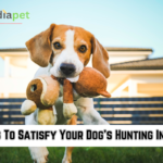 10 Ways To Satisfy Your Dog's Hunting Instincts