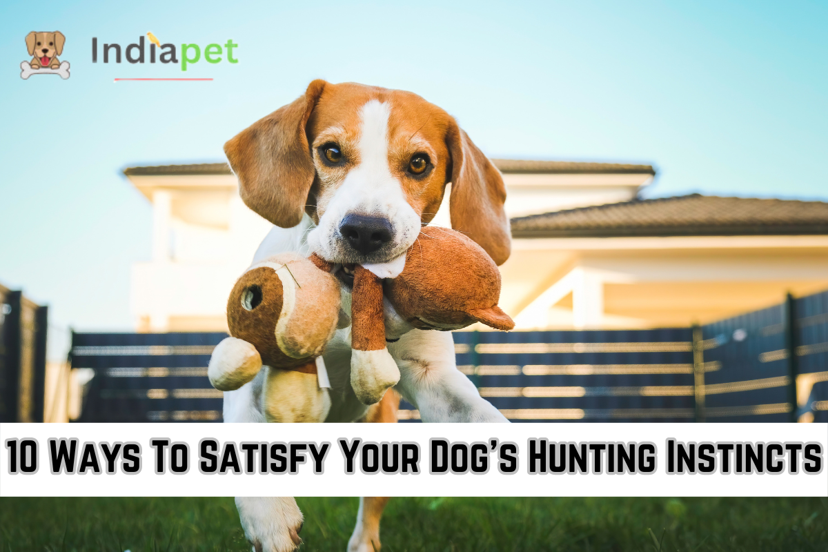 10 Ways To Satisfy Your Dog's Hunting Instincts