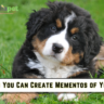 10 Ways You Can Create Mementos of Your Pet