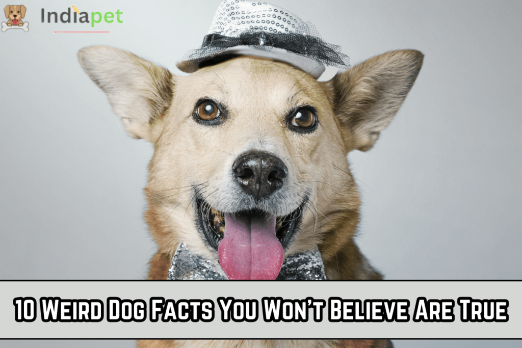 10 Weird Dog Facts You Won't Believe Are True