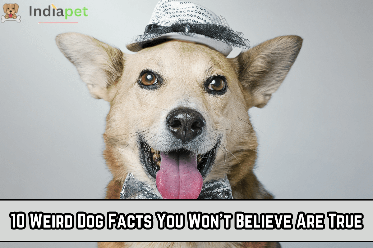 10 Weird Dog Facts You Won't Believe Are True