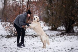 8 Things to Know - What to Feed your Dog in Winters