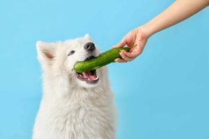 10 Summer Super Foods for Dogs