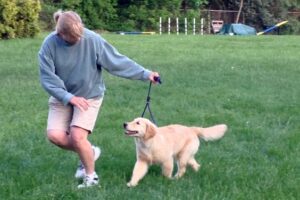 10 Tips To Care For Golden Retriever Puppy