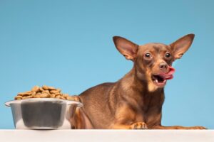 8 Tips to Know - What to Feed Your Dog in Summers