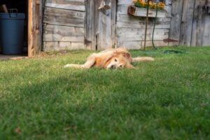 Why Do Dogs Eat Grass? 5 Causes and Prevention