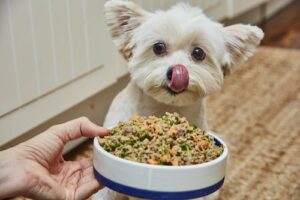 8 Things to Know - What to Give Dogs For Upset Stomach?