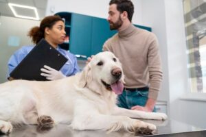 8 Things to Know - What to Give Dogs For Upset Stomach?