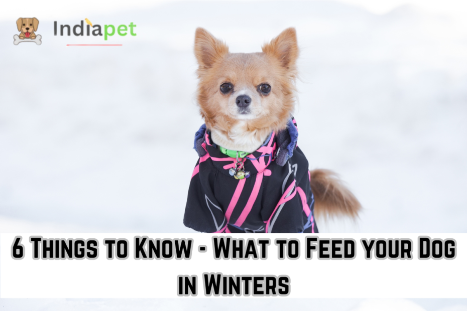 6 Things to Know - What to Feed your Dog in Winters