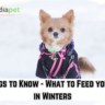 6 Things to Know - What to Feed your Dog in Winters