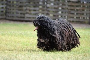 10 Ugly Dog Breeds You Need to See to Believe