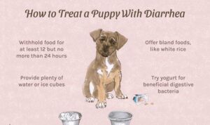 What To Give Puppy For Diarrhea?