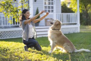 10 Tips To Care For Golden Retriever Puppy