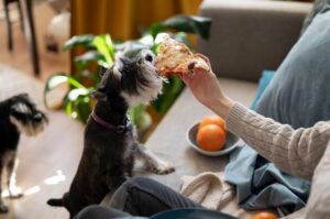 8 Tips to Know - What to Feed Your Dog in Summers