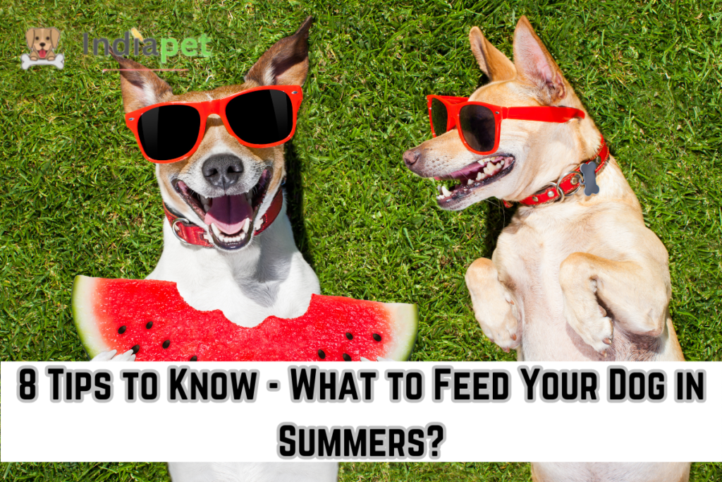 8 Tips to Know - What to Feed Your Dog in Summers