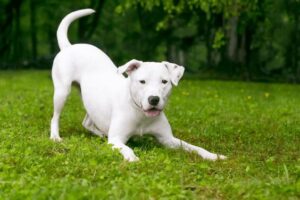Why do Dogs Bow? - 8 Reasons to Know