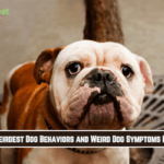 The 10 Weirdest Dog Behaviors and Weird Dog Symptoms Explained