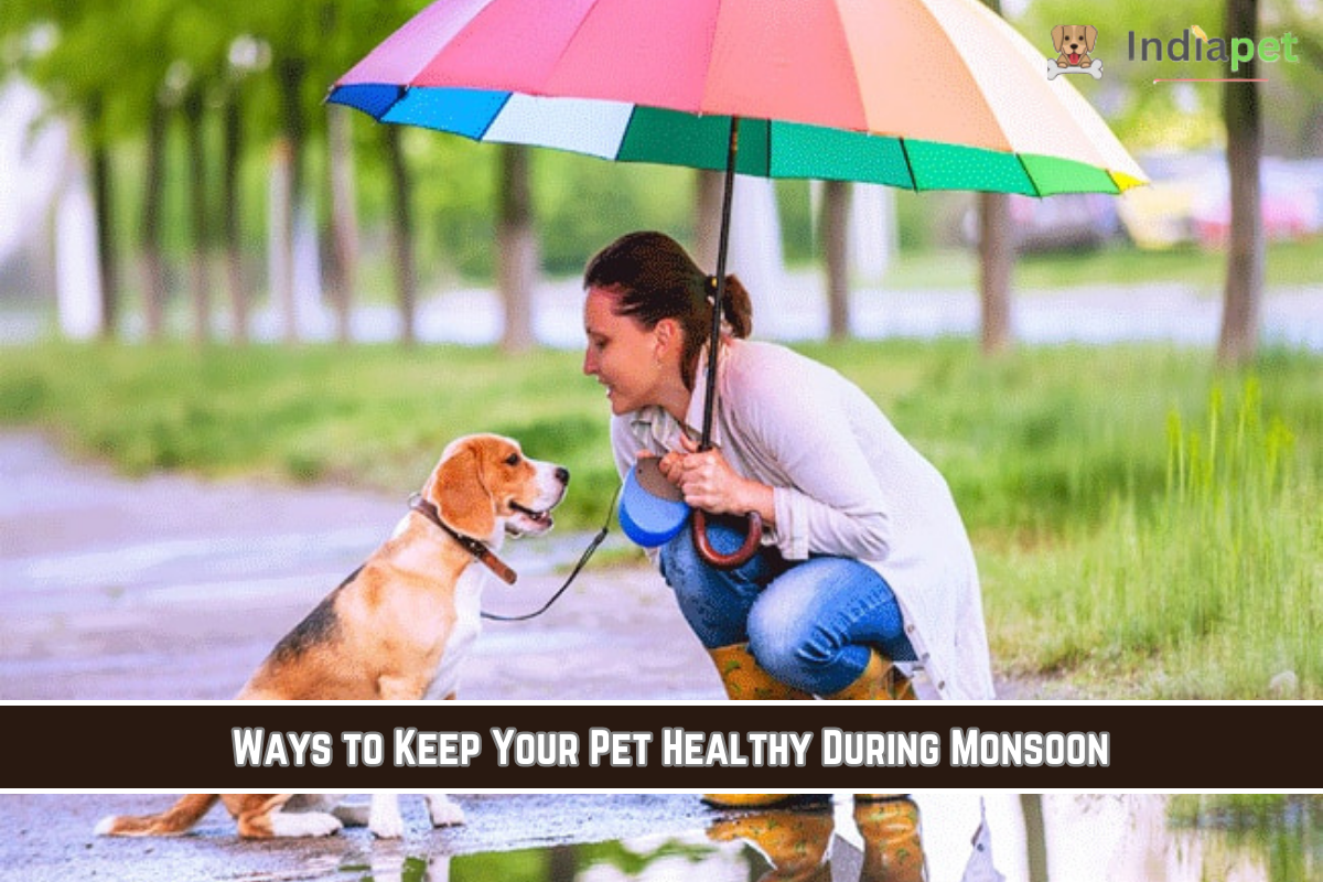 Ways to Keep Your Pet Healthy During Monsoon